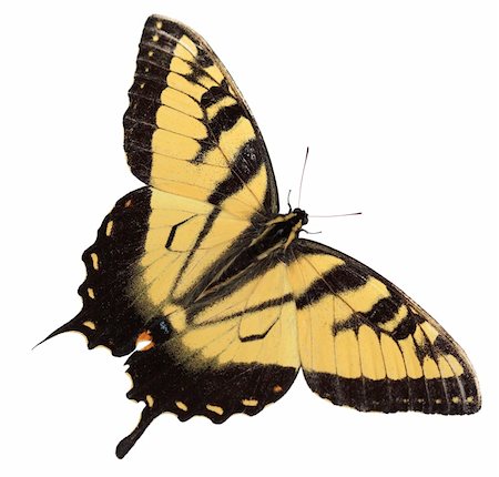 papillon queue d'hirondelle - Easter tiger swallowtail butterfly isolated on white Photographie de stock - Aubaine LD & Abonnement, Code: 400-04639117
