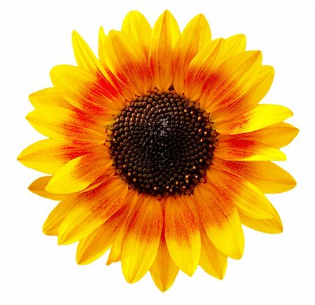 detail of sunflower - Bi color sunflower isolated on white background Stock Photo - Budget Royalty-Free & Subscription, Code: 400-04639146