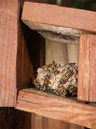 Many wasps working on their nest that is being built in a box. Foto de stock - Royalty-Free Super Valor e Assinatura, Número: 400-04639157