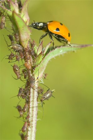 poux - ladybug eating louses, macro vertical photo, shallow depth of view Photographie de stock - Aubaine LD & Abonnement, Code: 400-04639467
