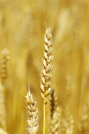 simsearch:400-05355620,k - grain ready for harvest growing in a farm field Fotografie stock - Microstock e Abbonamento, Codice: 400-04639931