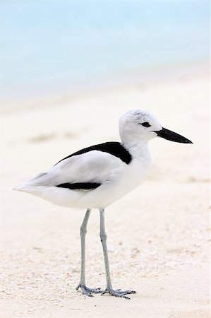 pluvier - A Crab Plover (Dromas ardeola) on the beach at Rihiveli, Maldives Photographie de stock - Aubaine LD & Abonnement, Code: 400-04639998
