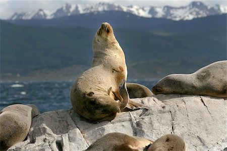 South American fur seals (Arctocephalus australis) resting on the rocks Stock Photo - Budget Royalty-Free & Subscription, Code: 400-04630311