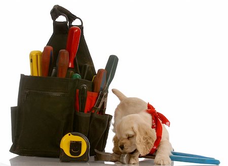 simsearch:400-06461634,k - american cocker spaniel puppy chewing on tools sitting beside large tool pouch Stock Photo - Budget Royalty-Free & Subscription, Code: 400-04630880