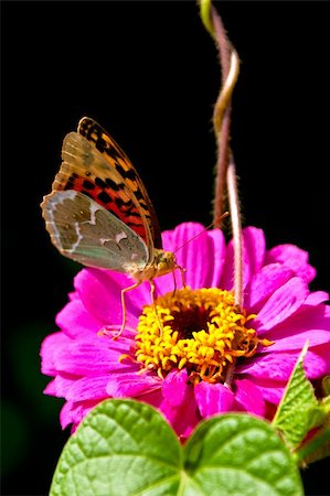 simsearch:400-07674888,k - Butterfly feeding on colored flower in dark back Fotografie stock - Microstock e Abbonamento, Codice: 400-04631056