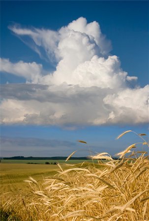 The Ear of rye on rural background. Fotografie stock - Microstock e Abbonamento, Codice: 400-04631156