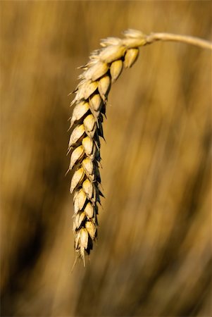 Natural background with wheat. Foto de stock - Super Valor sin royalties y Suscripción, Código: 400-04631200