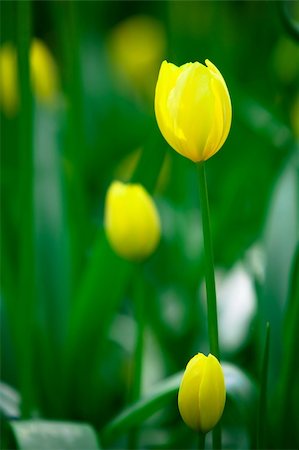 Yellow tulips in the Keukenhof Park. The Netherlands Stock Photo - Budget Royalty-Free & Subscription, Code: 400-04631426