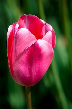 Purple tulip in the Keukenhof Park. The Netherlands Stock Photo - Budget Royalty-Free & Subscription, Code: 400-04631427