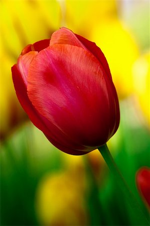 Red tulip in the Keukenhof Park. The Netherlands Stock Photo - Budget Royalty-Free & Subscription, Code: 400-04631428