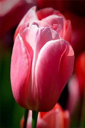 Red tulip in the Keukenhof Park. The Netherlands Stock Photo - Budget Royalty-Free & Subscription, Code: 400-04631429