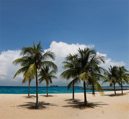 simsearch:400-04838949,k - Tropical sandy beach with palms in Singapore Photographie de stock - Aubaine LD & Abonnement, Code: 400-04631723