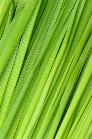 Grass a background. Fresh green vegetation close up Stock Photo - Budget Royalty-Free & Subscription, Code: 400-04631739
