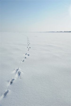Traces of a hare on a snow. A print of paws on a winter floor Stock Photo - Budget Royalty-Free & Subscription, Code: 400-04631747