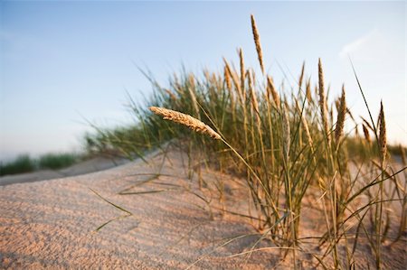 summer beach postcard - Sandy beach during summer and holidays. Stock Photo - Budget Royalty-Free & Subscription, Code: 400-04631957