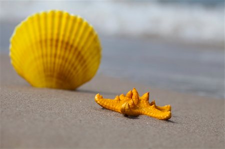 Shell on a nice sandy beach. Stock Photo - Budget Royalty-Free & Subscription, Code: 400-04631953