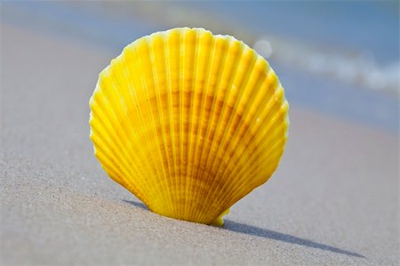 Shell on a nice sandy beach. Stock Photo - Budget Royalty-Free & Subscription, Code: 400-04631961
