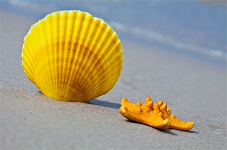 Shell on a nice sandy beach. Stock Photo - Budget Royalty-Free & Subscription, Code: 400-04631987