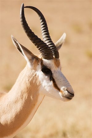 springbok - Closeup portrait of a Springbok gazelle in the Kgalagadi Stock Photo - Budget Royalty-Free & Subscription, Code: 400-04632301