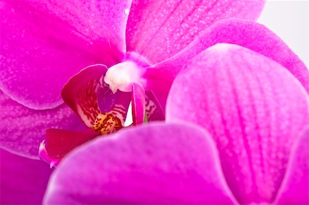 simsearch:859-03041504,k - Beautiful purple orchid Stock Photo - Budget Royalty-Free & Subscription, Code: 400-04632546