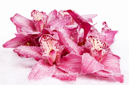 simsearch:841-02946335,k - pink orchid on snow Fotografie stock - Microstock e Abbonamento, Codice: 400-04632928
