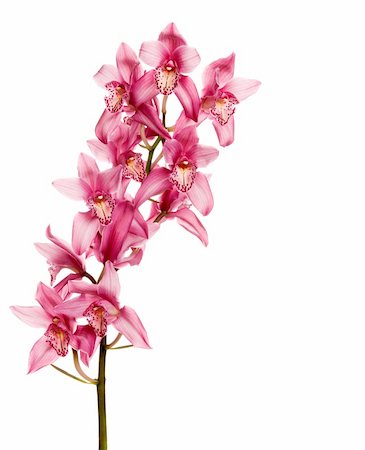 simsearch:400-04596018,k - pink orchid isolated on white Stockbilder - Microstock & Abonnement, Bildnummer: 400-04632920