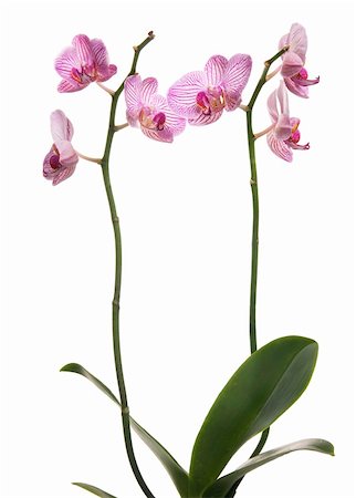 simsearch:400-04596018,k - two pink orchid on white Stockbilder - Microstock & Abonnement, Bildnummer: 400-04632923