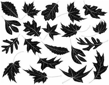 Twenty Black and White Leaves Stock Photo - Budget Royalty-Free & Subscription, Code: 400-04633178
