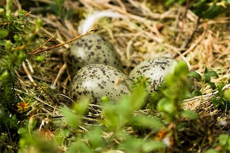 seagull bird nest - Nest with eggs of a seagull in wood Stock Photo - Budget Royalty-Free & Subscription, Code: 400-04633170