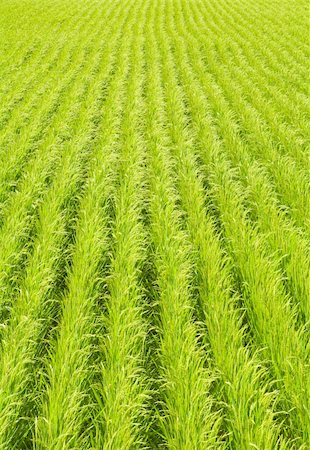 simsearch:400-04495929,k - Green rice field Photographie de stock - Aubaine LD & Abonnement, Code: 400-04633187