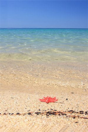 simsearch:600-01787545,k - seastar sitting on beach in Greece Stock Photo - Budget Royalty-Free & Subscription, Code: 400-04633286