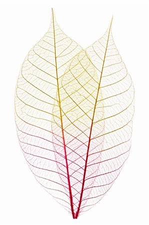 Closeup of dried rubber tree skeleton leaves Stock Photo - Budget Royalty-Free & Subscription, Code: 400-04633333