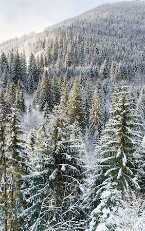 simsearch:400-04319458,k - winter calm mountainside with snow-covered trees Stock Photo - Budget Royalty-Free & Subscription, Code: 400-04633502