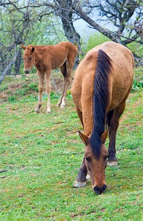 Horse with small foal on mountain hill (under the rain) Stock Photo - Budget Royalty-Free & Subscription, Code: 400-04633660