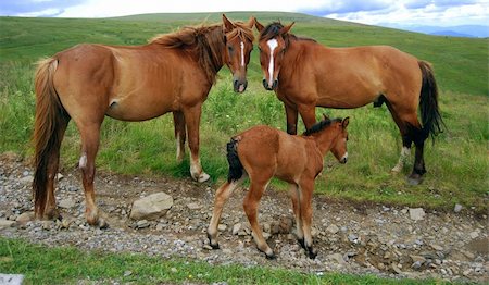 a mare, a stallion and a foal posie pasturing in a mountain meadow Stock Photo - Budget Royalty-Free & Subscription, Code: 400-04633745