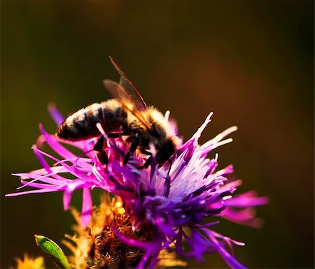 simsearch:633-06406509,k - Close up of honey bee on knapweed flower Stock Photo - Budget Royalty-Free & Subscription, Code: 400-04633765