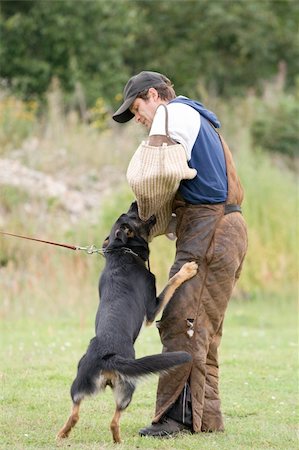 simsearch:400-04446495,k - The figurant training with German shepherd. Attack to a sleeve Fotografie stock - Microstock e Abbonamento, Codice: 400-04633970