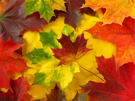 simsearch:400-04644582,k - awesome colors of dry maple leaves in Autumn Photographie de stock - Aubaine LD & Abonnement, Code: 400-04644347