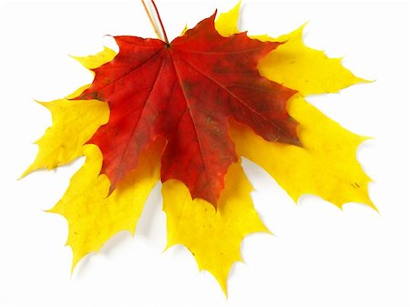 simsearch:400-04644582,k - bright autumnal maple leaves on white Photographie de stock - Aubaine LD & Abonnement, Code: 400-04644348