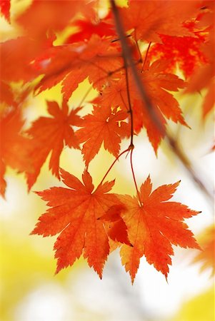 Autumn maple leaves in sunlight Stock Photo - Budget Royalty-Free & Subscription, Code: 400-04644358