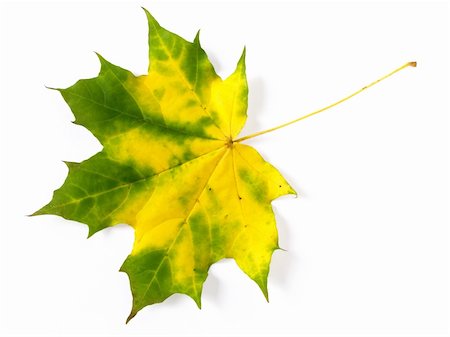 simsearch:400-04644582,k - single yellow and green autumnal maple leaf on white Photographie de stock - Aubaine LD & Abonnement, Code: 400-04644586