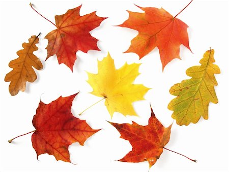 simsearch:400-04644582,k - bright colors of dry autumnal leaves Photographie de stock - Aubaine LD & Abonnement, Code: 400-04644582