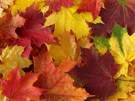 awesome colors of dry autumnal leaves Stock Photo - Budget Royalty-Free & Subscription, Code: 400-04644583