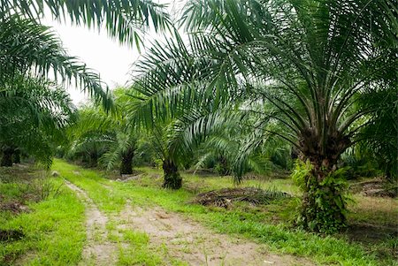 simsearch:628-05817935,k - Palm oil to be extracted from its fruits. Fruits turn red when ripe. Photo taken at palm oil plantation in Malaysia, which is also the world largest palm oil exporting country. Foto de stock - Super Valor sin royalties y Suscripción, Código: 400-04645097