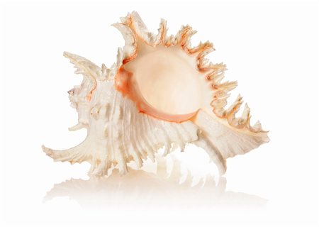 Sea shell isolated on white background with soft reflection Stock Photo - Budget Royalty-Free & Subscription, Code: 400-04645182