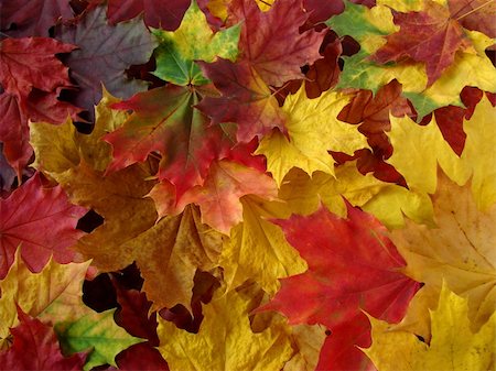 simsearch:400-04644582,k - colorful fallen maple leaves collection Photographie de stock - Aubaine LD & Abonnement, Code: 400-04645214