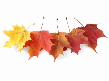 simsearch:400-04644582,k - five bright autumnal maple leaves on white Photographie de stock - Aubaine LD & Abonnement, Code: 400-04645215