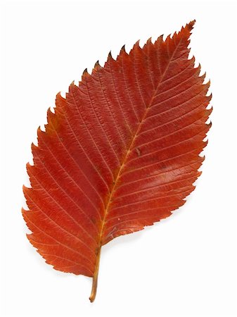 simsearch:859-03041558,k - bright autumnal aspen leaf on white Stock Photo - Budget Royalty-Free & Subscription, Code: 400-04645340
