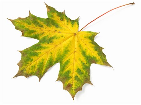 simsearch:400-04651966,k - single yellow and green autumnal maple leaf on white Foto de stock - Super Valor sin royalties y Suscripción, Código: 400-04645342