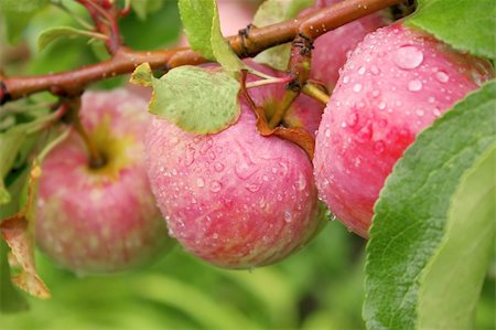 Rain drops on ripe apples Stock Photo - Budget Royalty-Free & Subscription, Code: 400-04645567